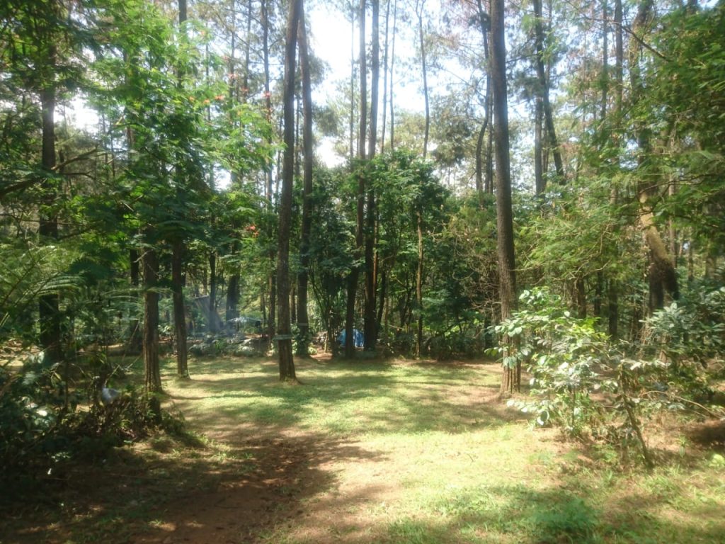 Tempat Camping Di Puncak BerNuansa Hutan Pinus K2 Camp Puncak